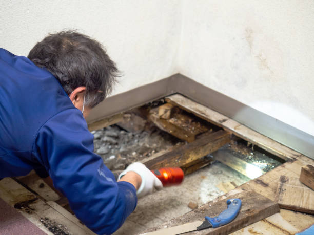 Best Mold Removal Near Me  in Cleora, OK