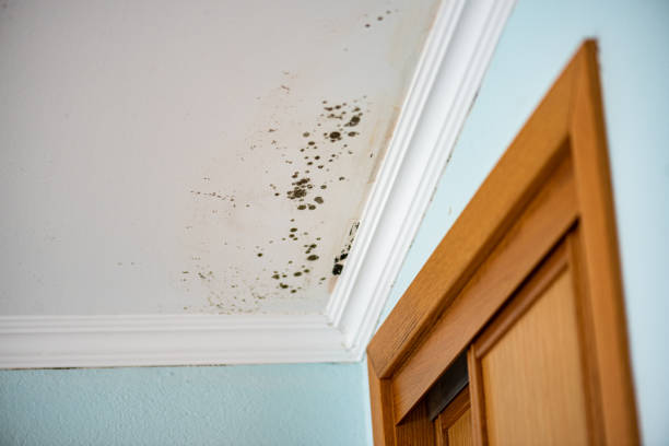 Best Emergency Mold Removal  in Cleora, OK