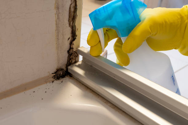 Best Mold Removal Specialists  in Cleora, OK