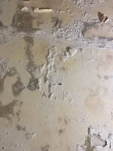 Best Home Mold Removal  in Cleora, OK