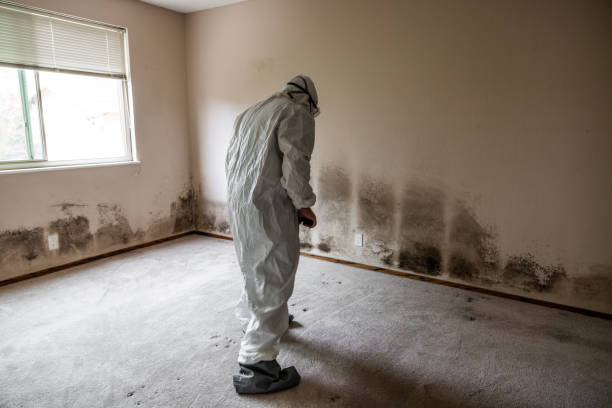 Best Commercial Mold Removal  in Cleora, OK