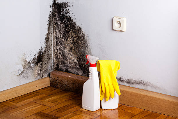 Best Black Mold Removal  in Cleora, OK