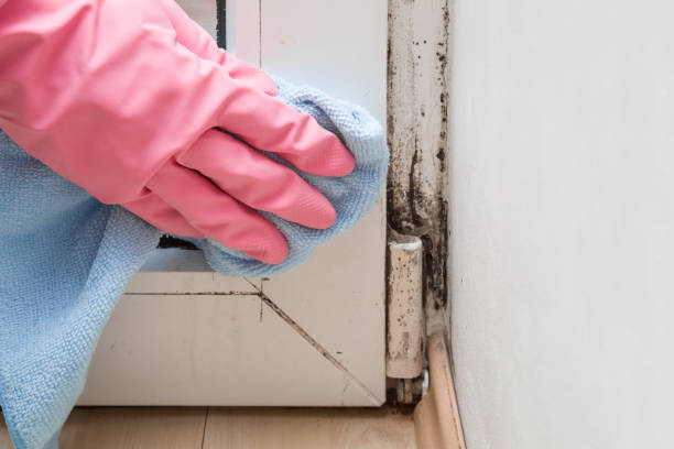 Mold Removal Process in Cleora, OK